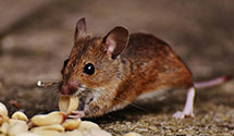 24 Hour & Emergency Exterminators in Piedmont, MO